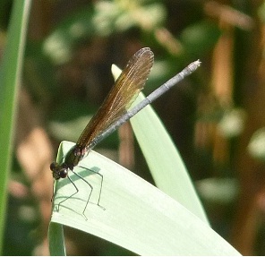 calopteryx virgo F?